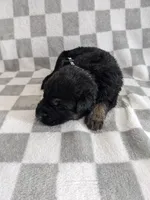 Rex/Black, a male German Shepherd Dog for sale in Trenton, MO – Photo 2 of 6