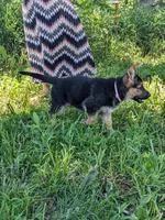 Princess/Pink, a female German Shepherd Dog for sale in Trenton, MO – 2 of 10