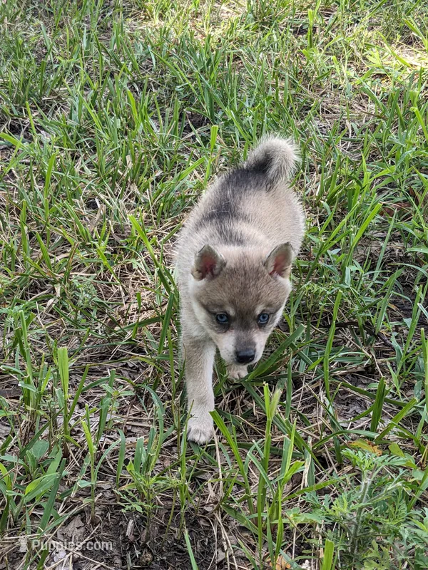 Blue Girl  – Alaskan Klee Kai puppy for sale in Trenton, MO