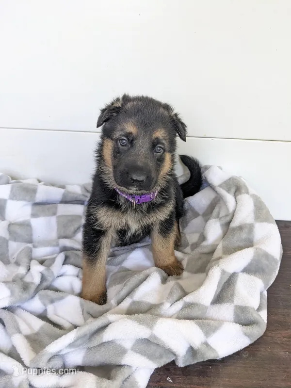 Greta/Purple  – German Shepherd Dog puppy for sale in Trenton, MO