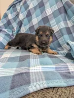 Greta/Purple , a female German Shepherd Dog for sale in Trenton, MO – Photo 2 of 4