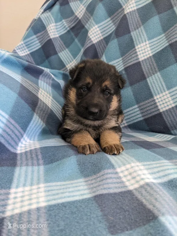 Greta/Purple  – German Shepherd Dog puppy for sale in Trenton, MO