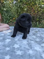 Echo/Lime Green, a male German Shepherd Dog for sale in Trenton, MO – 2 of 5