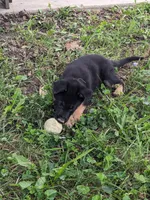 Heidi/Cream, a male German Shepherd Dog for sale in Trenton, MO – 2 of 5
