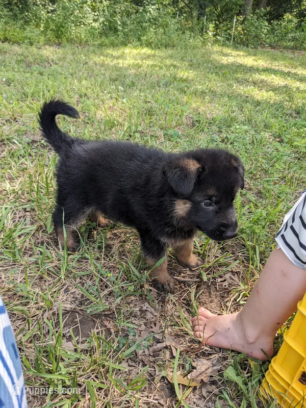 Finn/Green – German Shepherd Dog puppy for sale in Trenton, MO