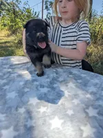 Heidi/Tan, a male German Shepherd Dog for sale in Trenton, MO – 2 of 4