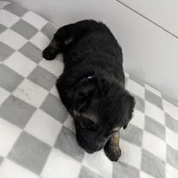 Diesel/Blue, a male German Shepherd Dog for sale in Trenton, MO – Photo 2 of 3