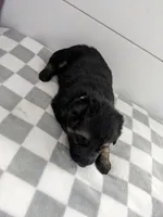 Diesel/Blue, a male German Shepherd Dog for sale in Trenton, MO – Photo 2 of 3