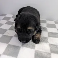 Diesel/Blue, a male German Shepherd Dog for sale in Trenton, MO – Photo 1 of 3