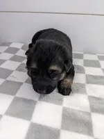 Diesel/Blue, a male German Shepherd Dog for sale in Trenton, MO – Photo 1 of 3