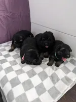 Diesel/Blue, a male German Shepherd Dog for sale in Trenton, MO – Photo 3 of 3