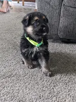 Maya/Lime Green, a female German Shepherd Dog for sale in Trenton, MO – 2 of 5