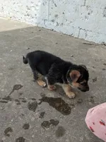 Princess/Pink, a female German Shepherd Dog for sale in Trenton, MO – 10 of 10
