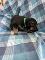 Rocky/Green, a male German Shepherd Dog for sale in Trenton, MO – Photo 2 of 4