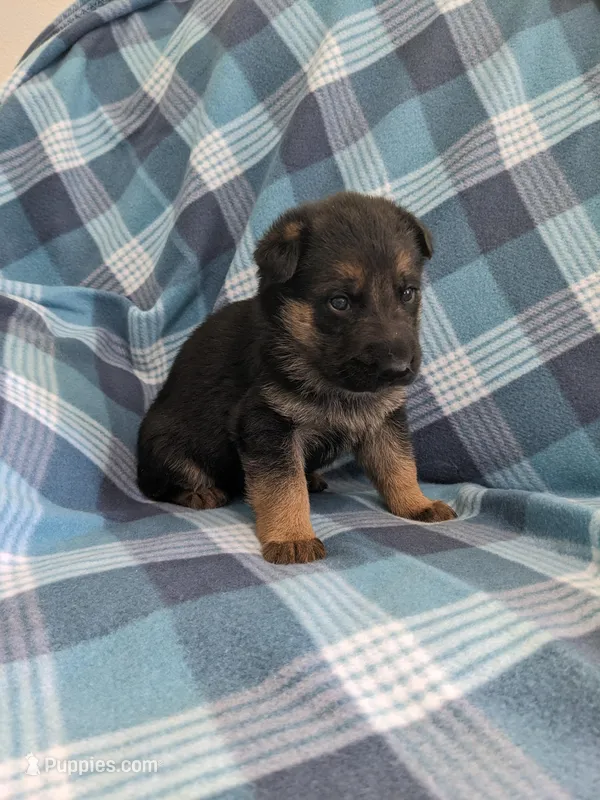 Rocky/Green – German Shepherd Dog puppy for sale in Trenton, MO