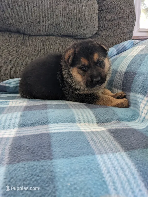 Princess/Pink – German Shepherd Dog puppy for sale in Trenton, MO