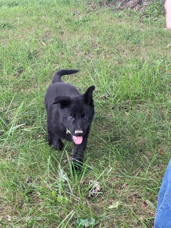 Echo/Lime Green – German Shepherd Dog puppy for sale in Trenton, MO
