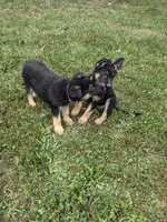 Luna/Purple, a female German Shepherd Dog for sale in Trenton, MO – 7 of 9