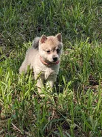 Runa/Pink, a female Alaskan Klee Kai for sale in Trenton, MO – 5 of 8