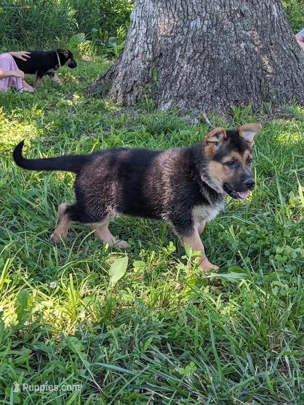 Princess/Pink – German Shepherd Dog puppy for sale in Trenton, MO