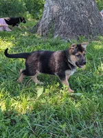 Princess/Pink, a female German Shepherd Dog for sale in Trenton, MO – 1 of 10