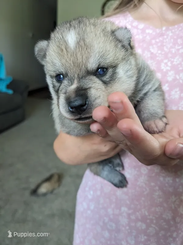 Thor – Alaskan Klee Kai puppy for sale in Trenton, MO