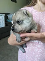 Thor, a male Alaskan Klee Kai for sale in Trenton, MO – 3 of 6