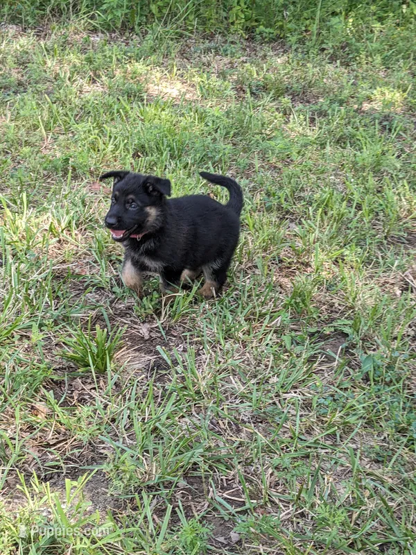 Willow/Pink – German Shepherd Dog puppy for sale in Trenton, MO