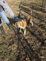 Ruby, a female Beagle for sale in Trenton, MO – Photo 4 of 4