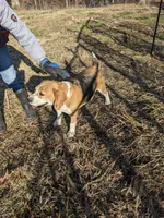 Ruby, a female Beagle for sale in Trenton, MO – Photo 3 of 4