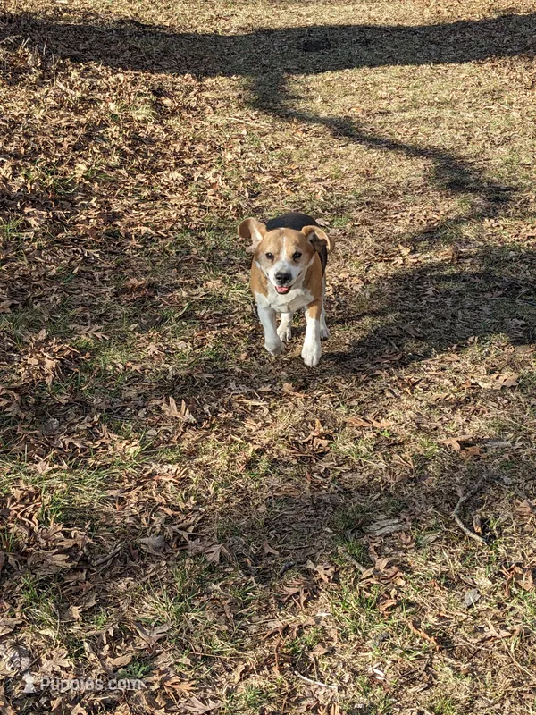Ruby – Beagle puppy for sale in Trenton, MO