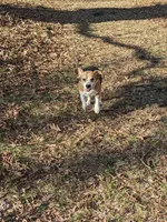 Ruby, a female Beagle for sale in Trenton, MO – Photo 1 of 4