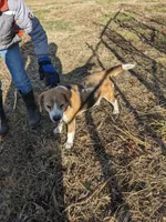 Ruby, a female Beagle for sale in Trenton, MO – Photo 2 of 4