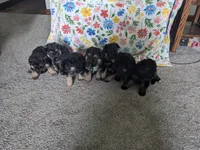 Finn/Green, a male German Shepherd Dog for sale in Trenton, MO – 2 of 4