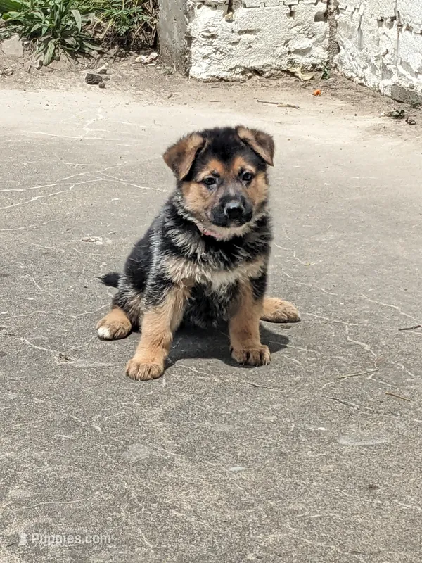 Princess/Pink – German Shepherd Dog puppy for sale in Trenton, MO