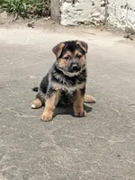 Princess/Pink, a female German Shepherd Dog for sale in Trenton, MO – 6 of 10