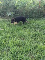 Athena/Lime Green, a female German Shepherd Dog for sale in Trenton, MO – 3 of 7