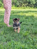 Princess/Pink, a female German Shepherd Dog for sale in Trenton, MO – 3 of 10