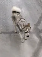 Runa/Pink, a female Alaskan Klee Kai for sale in Trenton, MO – 4 of 5