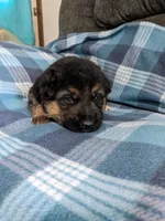 Zeus/Camo, a male German Shepherd Dog for sale in Trenton, MO – 1 of 4