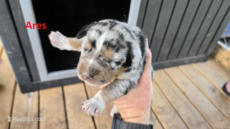 Ares - Male (blue merle)  – Catahoula Leopard Dog puppy for sale in Albany, GA