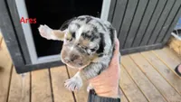 Ares - Male (blue merle) , a male Catahoula Leopard Dog for sale in Albany, GA – 1 of 2