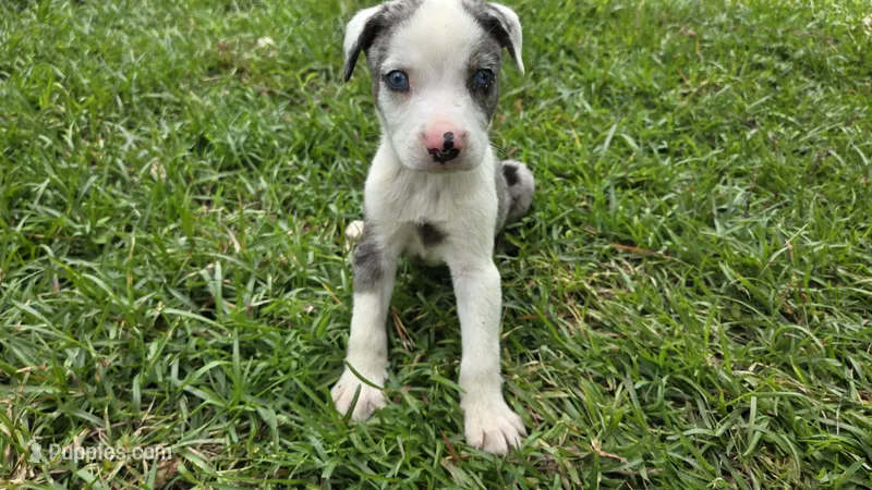 Zeus - Male (white merle  – Catahoula Leopard Dog puppy for sale in Albany, GA