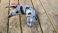 Athena - female (blue merle) , a female Catahoula Leopard Dog for sale in Albany, GA – 2 of 2