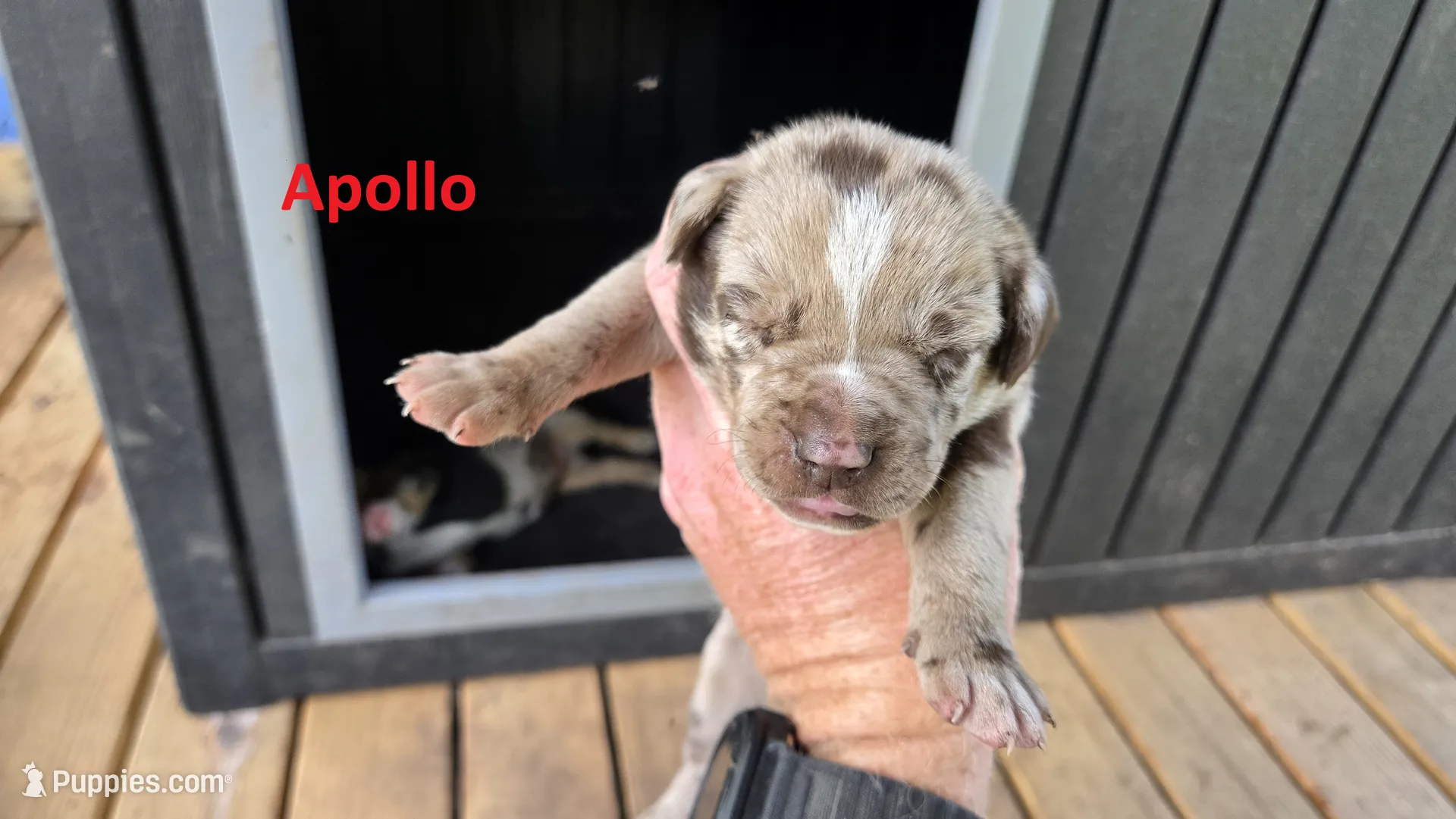 Apollo - Male (red merle) – Catahoula Leopard Dog Puppy | Puppies.com