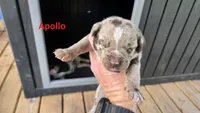Apollo - Male (red merle) , a male Catahoula Leopard Dog for sale in Albany, GA – 2 of 2