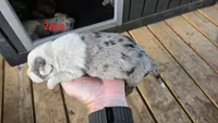 Zeus - Male (white merle , a male Catahoula Leopard Dog for sale in Albany, GA – 2 of 2