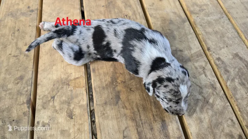 Athena - female (blue merle)  – Catahoula Leopard Dog puppy for sale in Albany, GA