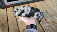 Ares - Male (blue merle) , a male Catahoula Leopard Dog for sale in Albany, GA – 2 of 2