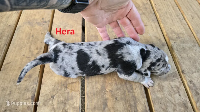 Hera - Female (blue merle)  – Catahoula Leopard Dog puppy for sale in Albany, GA